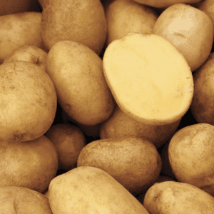 A pile of fresh brown potatoes with one cut open.